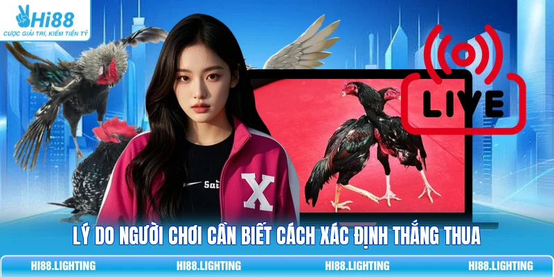 Đá Gà - Quy Tắc Phân Xử Thắng, Thua Và Hoà Trong Trận Đấu 2 Lý do người chơi cần biết cách xác định thắng thua