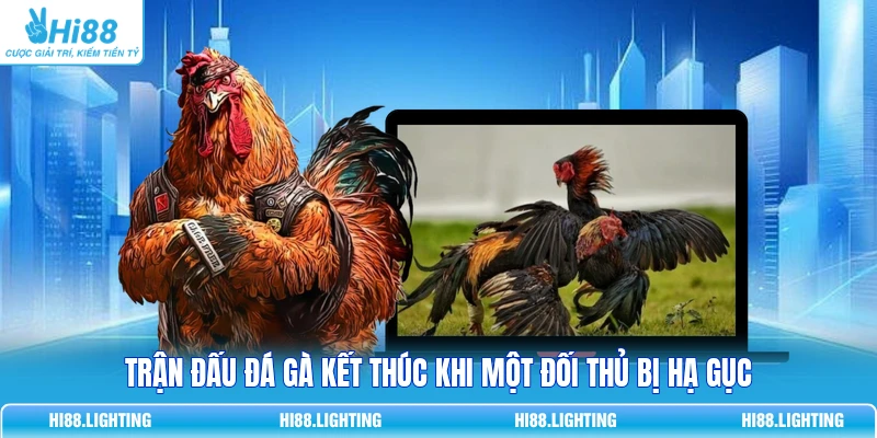 Tình Huống Khiến Trận Đấu Đá Gà Trực Tuyến Kết Thúc? 2 Trận đấu đá gà kết thúc khi một đối thủ bị hạ gục